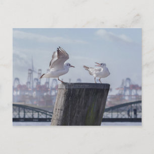 möwen im hafen postcard