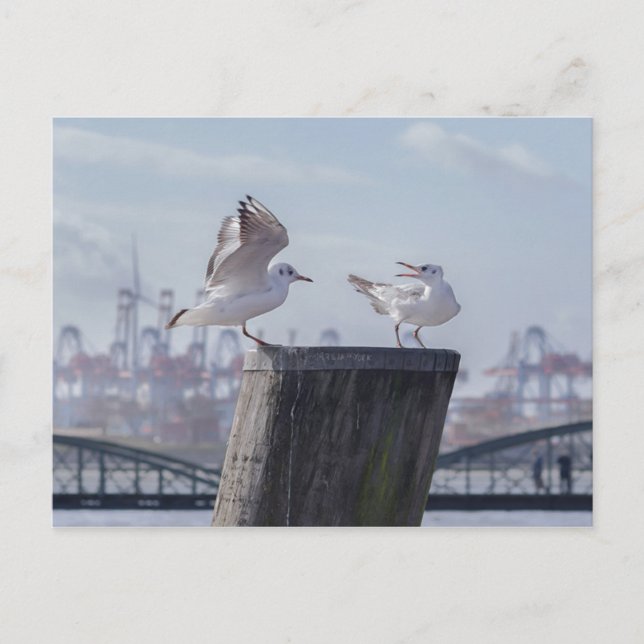 möwen im hafen postcard (Front)