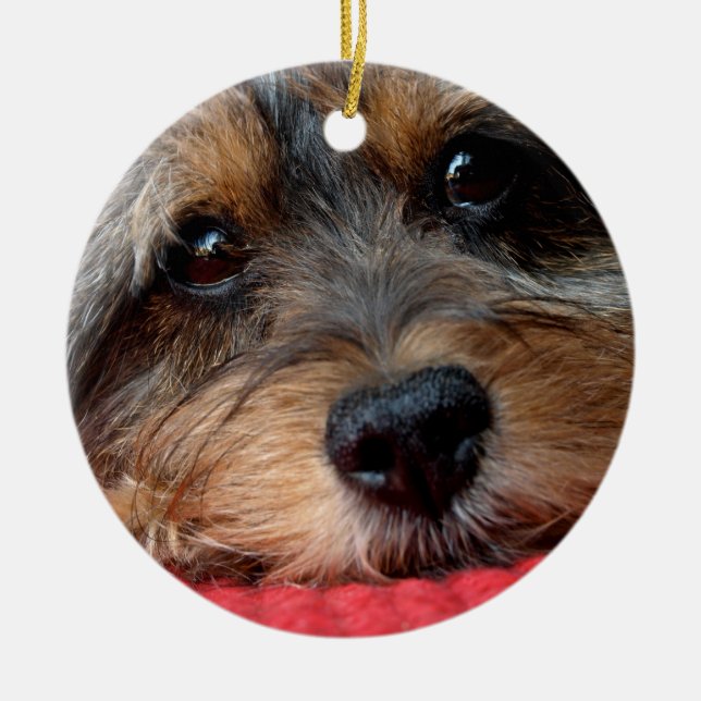Moxi propre comme ornement de Shorkie de (Devant)