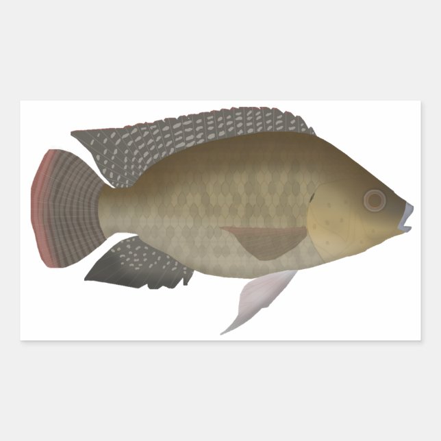Mozambique Tilapia Sticker (Front)