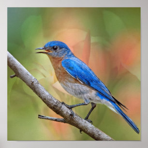 Mr. Beautiful Bluebird Poster