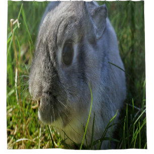 Mr. Bunny's Close Up