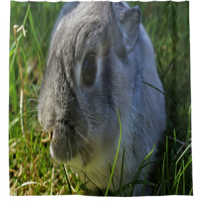 Mr. Bunny's Close Up (Front)