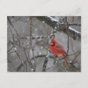 Mr. Cardinal - Postcard