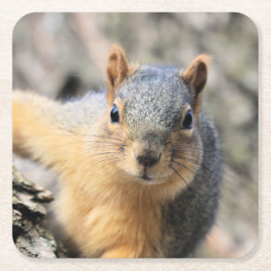 Mr.Cutie Square Paper Coaster