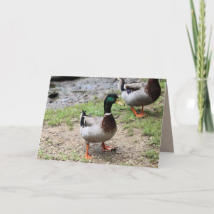 Mr. Duck Card