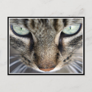 Mr Face Postcard