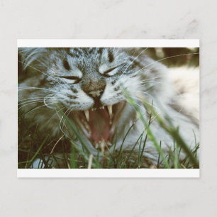 Mr. Fangs Postcard
