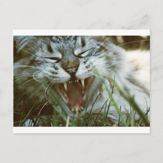 Mr. Fangs Postcard