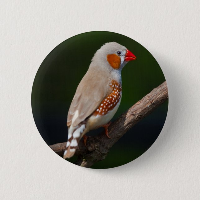 Mr Finch Badge 2 Inch Round Button (Front)