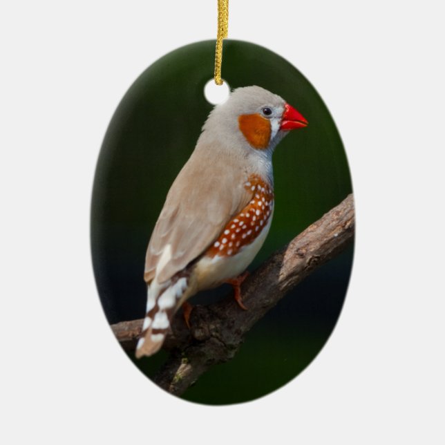 Mr Finch Ornament (Front)