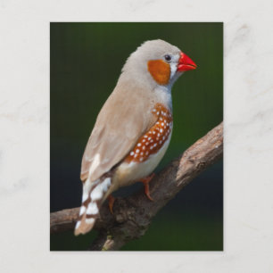 Mr Finch Postcard
