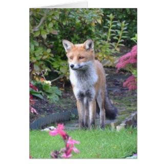 Mr Fox