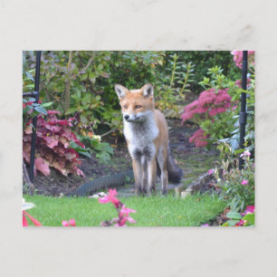 Mr Fox Postcard