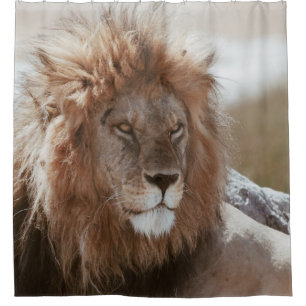 MR LION
