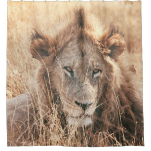 MR LION KING