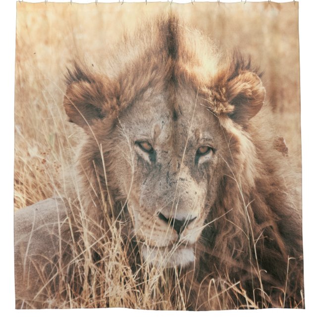 MR LION KING (Front)