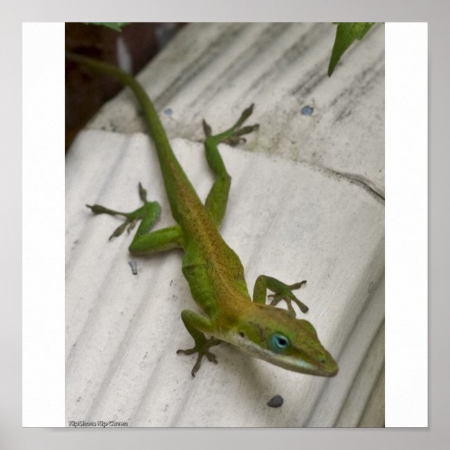 Mr. Lizard Poster (Front)