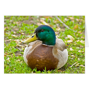 Mr. Mallard the Duck