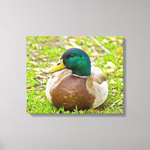 Mr. Mallard the Duck Canvas Print