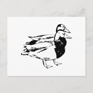 Mr & Mrs Duck Postcard