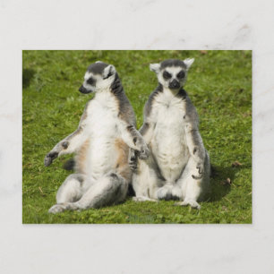 Mr & Mrs Lemur Postcard