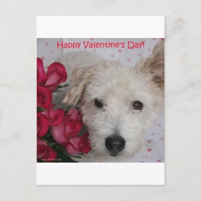 Mr. Pish and a Dozen Roses Valentine's Day Card (Front)