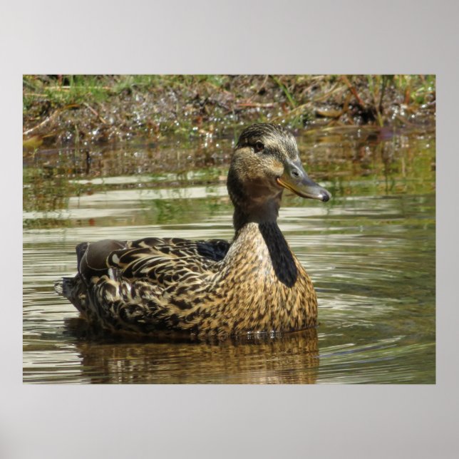 Mr. Quack Poster (Front)