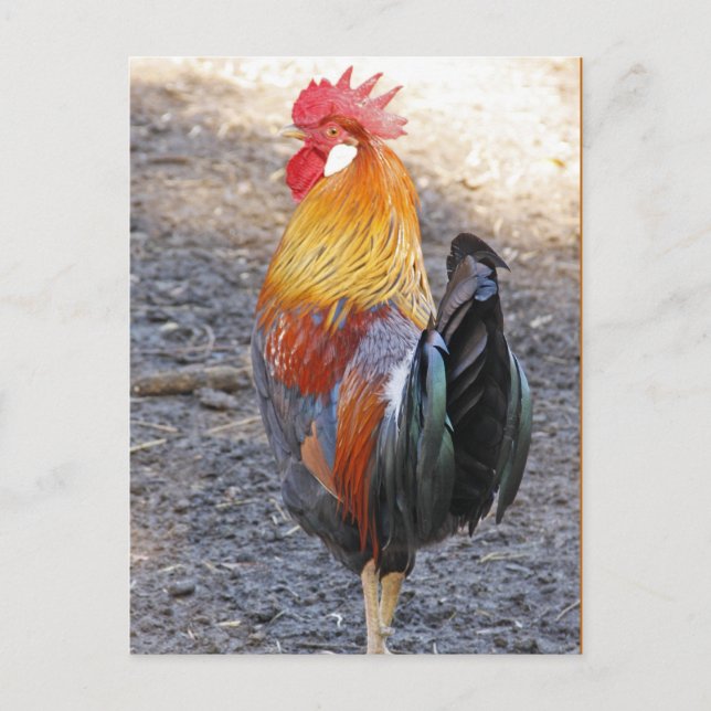 Mr. Rooster Postcard (Front)