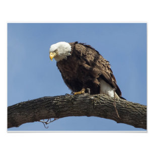 Mr. Serious Photo Print