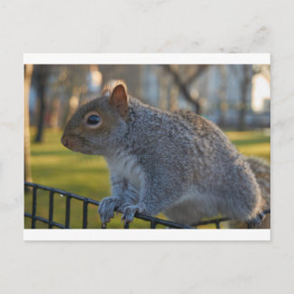 Mr Squirrel Looking Thoughtful, Battery Park, NYC Postcard