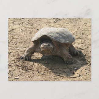 Mr. Tough Guy Postcard