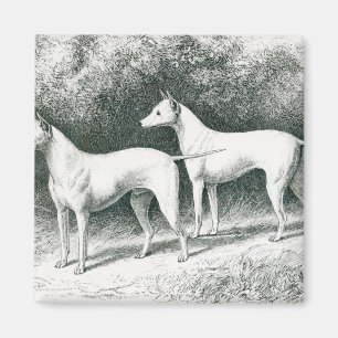 Mr. Vero Shaw's White English Terriers Magnet
