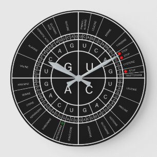mRNA to AMINO ACID CODON WHEEL Large Clock