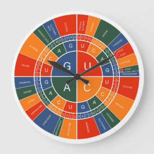 mRNA to AMINO ACID CODON WHEEL Large Clock