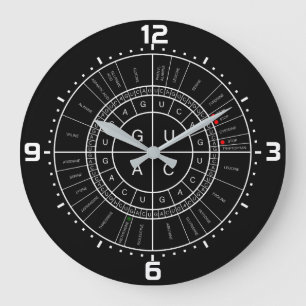 mRNA to AMINO ACID CODON WHEEL Large Clock