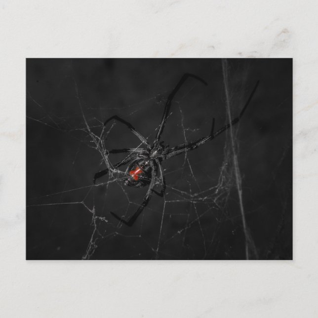 Mrs. Black Postcard (Front)