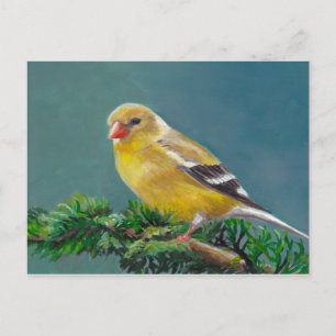 Mrs.Goldfinch  Bird Art Postcard