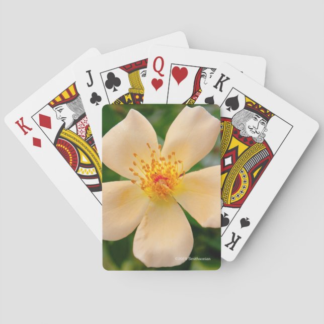 Mrs. Oakley Fisher Rose Playing Cards (Back)