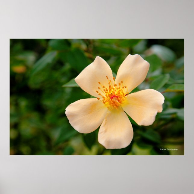 Mrs. Oakley Fisher Rose Poster (Front)