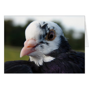 Mrs. Pigeon
