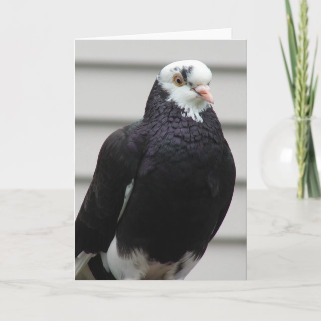 Mrs. Pigeon Card (Front)