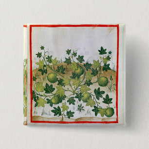 Ms 3054 fol.20 Melons, from 'Tacuinum Sanitatis' 2 Inch Square Button