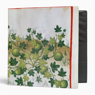 Ms 3054 fol.20 Melons, from 'Tacuinum Sanitatis' Binder
