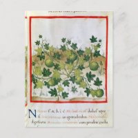 Ms 3054 fol.20 Melons, from 'Tacuinum Sanitatis'
