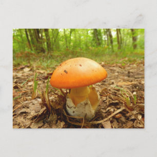Ms Amanita Caesarea Mushroom Postcard