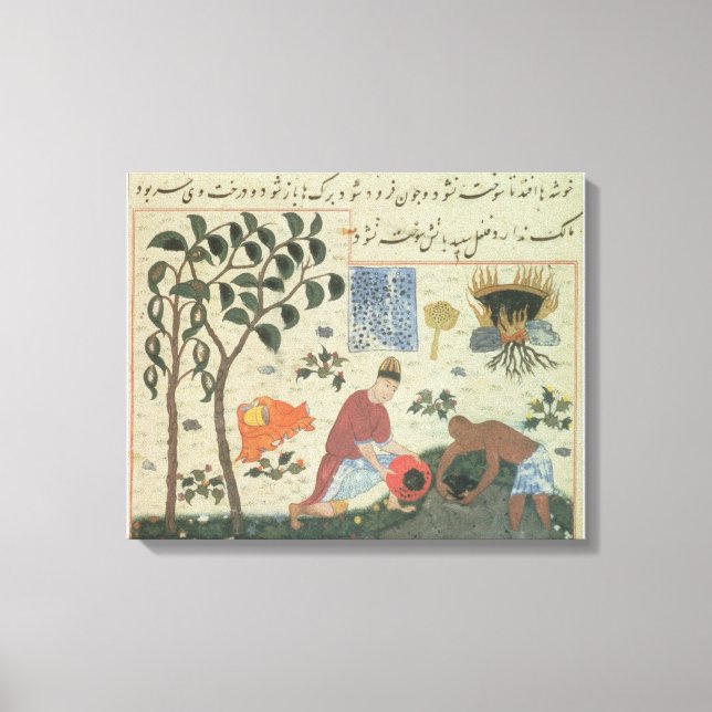 Ms Pers 332 Pepper tree and preparing pepper Canvas Print (Front)