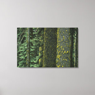 Mt. Ashland, Rogue RIver National Forest, Canvas Print