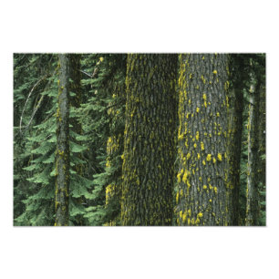 Mt. Ashland, Rogue RIver National Forest, Photo Print