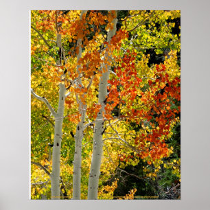 Mt. Charleston NV Automne Aspen 16"x 20" Poster